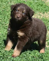 Clancy, a male Australian Shepherd for sale in Nowata, OK – Photo 6 of 9
