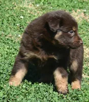Clancy, a male Australian Shepherd for sale in Nowata, OK – Photo 7 of 9