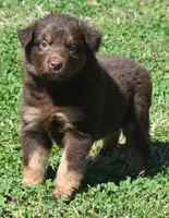Clancy, a male Australian Shepherd for sale in Nowata, OK – Photo 8 of 9