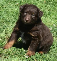 Hardy, a male Australian Shepherd for sale in Nowata, OK – Photo 4 of 10