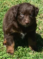 Hardy, a male Australian Shepherd for sale in Nowata, OK – Photo 2 of 10