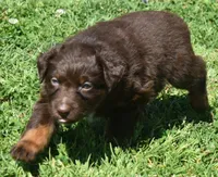 Hardy, a male Australian Shepherd for sale in Nowata, OK – Photo 9 of 10
