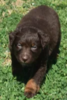 Hardy, a male Australian Shepherd for sale in Nowata, OK – Photo 6 of 10