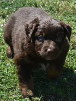 Hardy, a male Australian Shepherd for sale in Nowata, OK – Photo 8 of 10