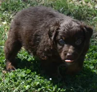 Hardy, a male Australian Shepherd for sale in Nowata, OK – Photo 7 of 10