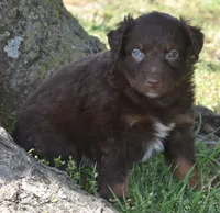 Hardy, a male Australian Shepherd for sale in Nowata, OK – Photo 10 of 10