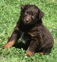 Hardy, a male Australian Shepherd for sale in Nowata, OK – Photo 5 of 10
