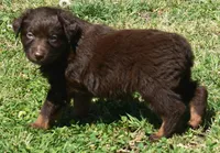 Hardy, a male Australian Shepherd for sale in Nowata, OK – Photo 3 of 10