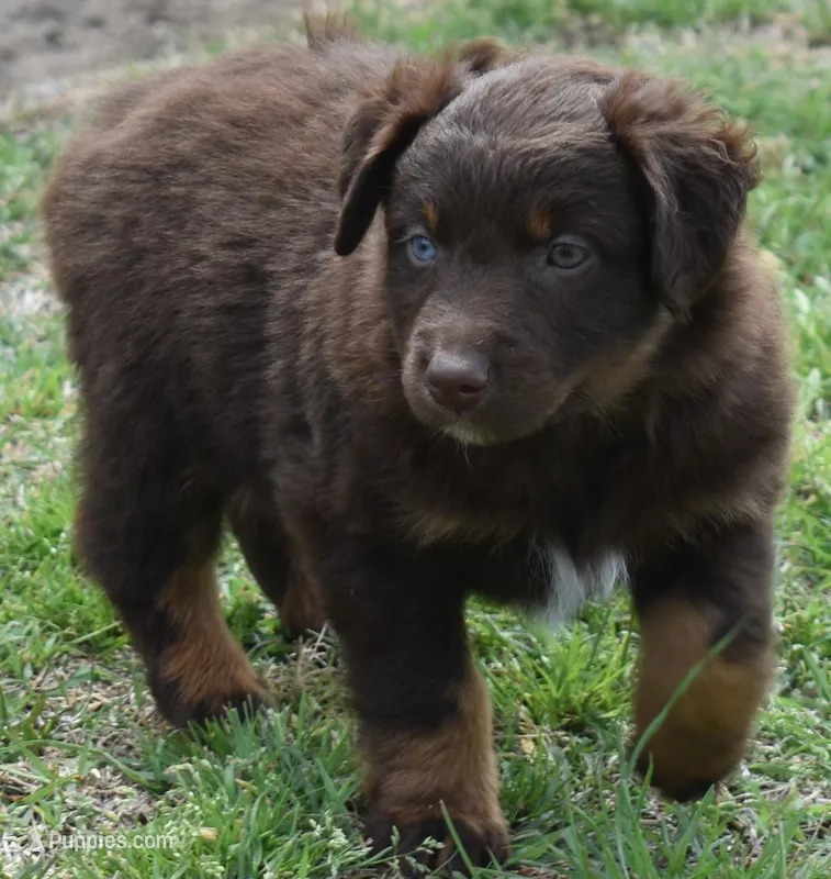 Hardy – Australian Shepherd puppy for sale in Nowata, OK
