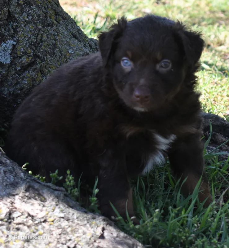 Hardy – Australian Shepherd puppy for sale in Nowata, OK