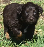 Raisen, a male Australian Shepherd for sale in Nowata, OK – Photo 5 of 9