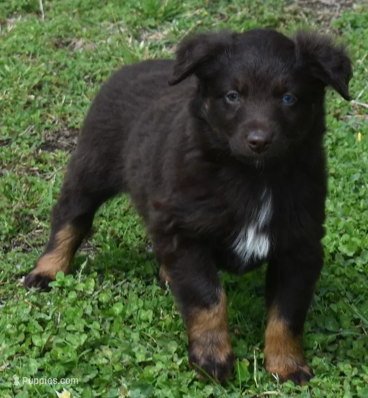 Raisen – Australian Shepherd puppy for sale in Nowata, OK