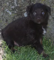 Raisen, a male Australian Shepherd for sale in Nowata, OK – Photo 8 of 9