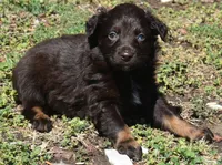 Raisen, a male Australian Shepherd for sale in Nowata, OK – Photo 2 of 9