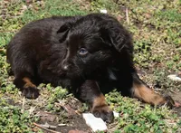 Raisen, a male Australian Shepherd for sale in Nowata, OK – Photo 3 of 9