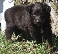 Raisen, a male Australian Shepherd for sale in Nowata, OK – Photo 4 of 9
