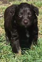 Raisen, a male Australian Shepherd for sale in Nowata, OK – Photo 7 of 9