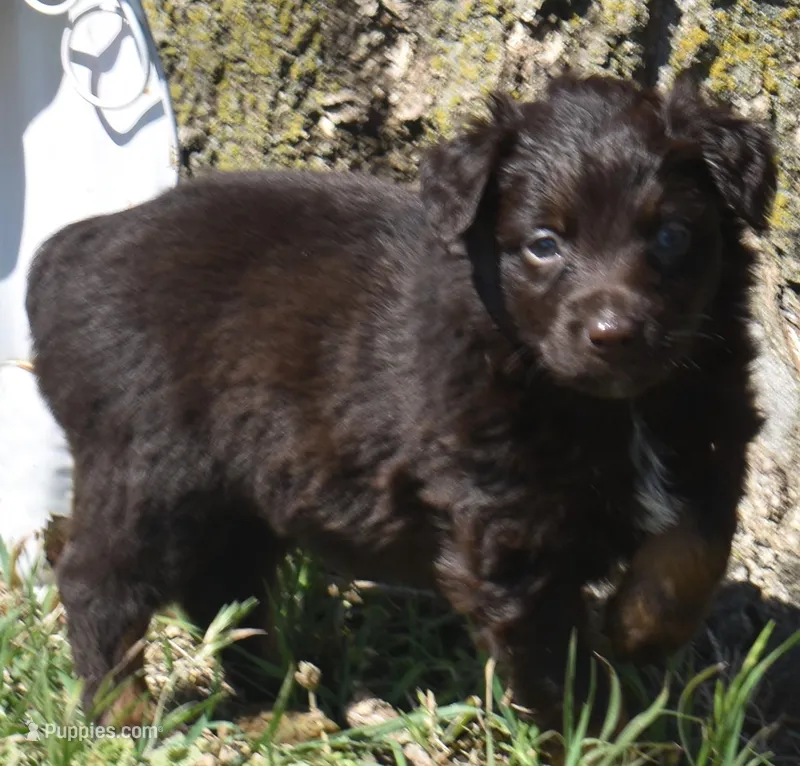 Raisen – Australian Shepherd puppy for sale in Nowata, OK