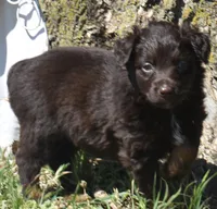 Raisen, a male Australian Shepherd for sale in Nowata, OK – Photo 1 of 9
