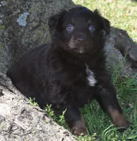 Raisen, a male Australian Shepherd for sale in Nowata, OK – Photo 9 of 9