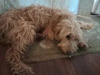 Little bit, a female Goldendoodle for sale in Cocolalla, ID – 2 of 4