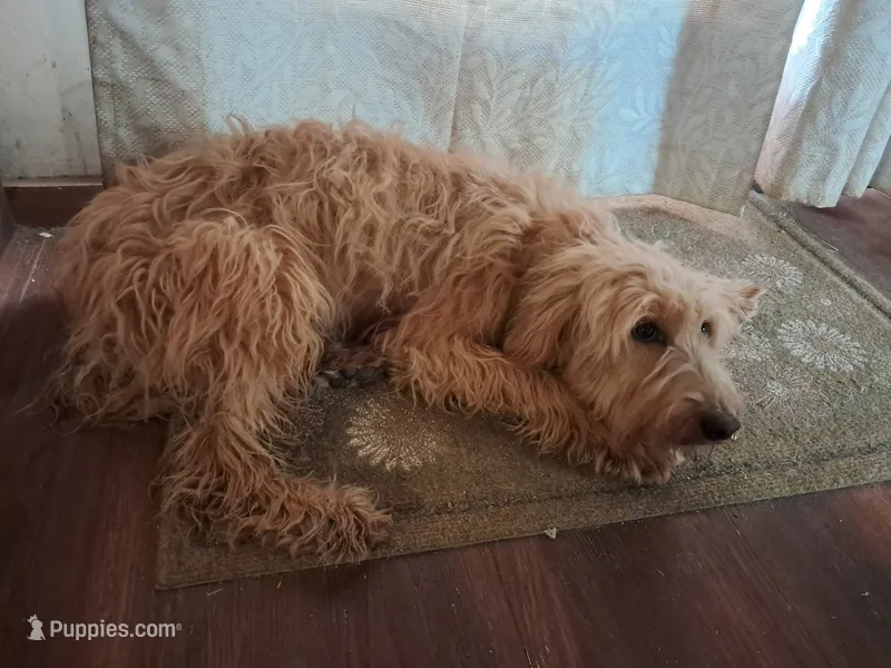 Little bit – Goldendoodle puppy for sale in Cocolalla, ID