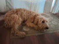 Little bit, a female Goldendoodle for sale in Cocolalla, ID – 1 of 4