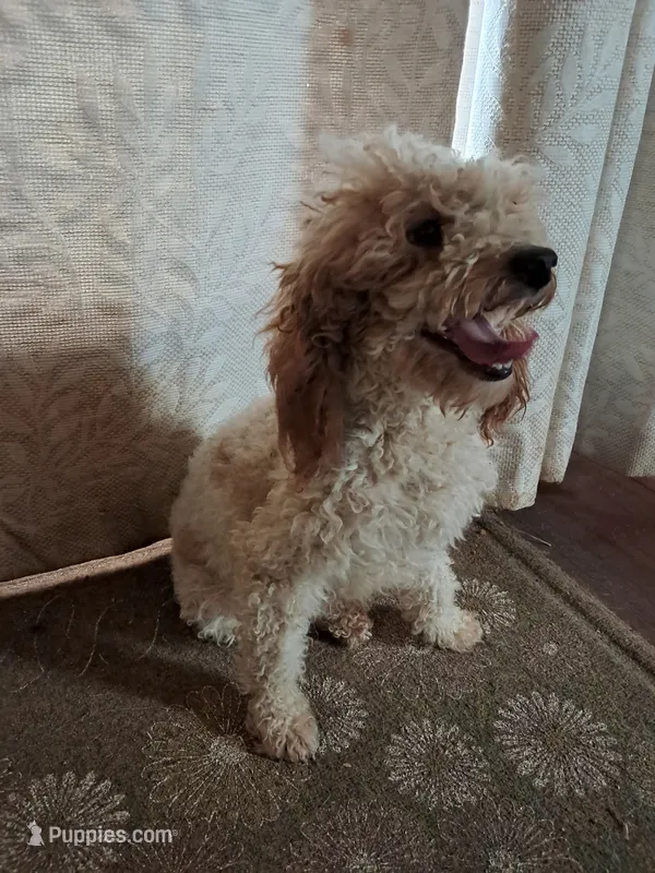 Ferdinand – Poodle - Toy  puppy for sale in Cocolalla, ID