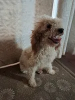 Ferdinand, a male Poodle - Toy  for sale in Cocolalla, ID – 1 of 5