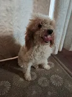 Ferdinand, a male Poodle - Toy  for sale in Cocolalla, ID – 3 of 5