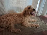 Little bit, a female Goldendoodle for sale in Cocolalla, ID – 3 of 4