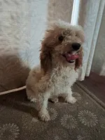 Ferdinand, a male Poodle - Toy  for sale in Cocolalla, ID – 4 of 5