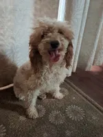 Ferdinand, a male Poodle - Toy  for sale in Cocolalla, ID – 2 of 5