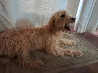 Little bit, a female Goldendoodle for sale in Cocolalla, ID – 4 of 4