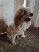 Ferdinand, a male Poodle - Toy  for sale in Cocolalla, ID – 5 of 5