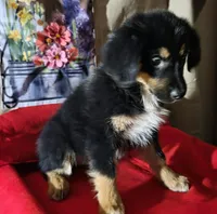 HARLEY QUINN, a female Golden Retriever and Miniature Australian Shepherd for sale in Willcox, AZ – 3 of 3