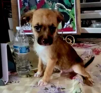 Ryder, a male Boston Terrier and Poodle - Miniature  for sale in Willcox, AZ – 1 of 2
