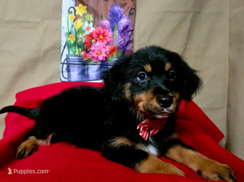 Doc holiday, a male Golden Retriever and Miniature Australian Shepherd for sale in Willcox, AZ – 1 of 3