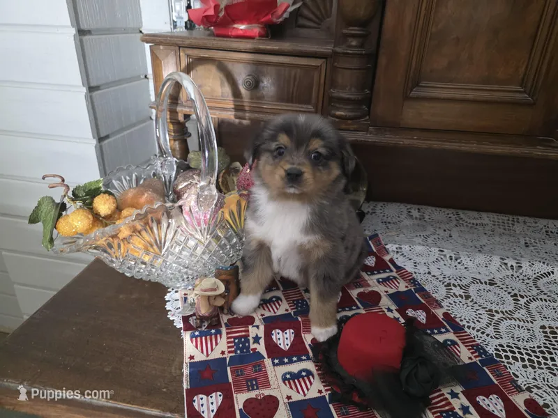 Dolly – Golden Retriever puppy for sale in Willcox, AZ
