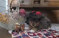 Dolly, a female Golden Retriever for sale in Willcox, AZ – 2 of 5