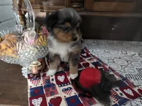 Dolly, a female Golden Retriever for sale in Willcox, AZ – 3 of 5