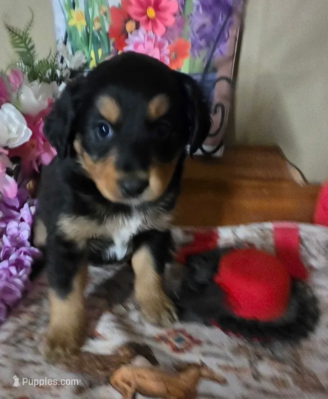 Bella – Golden Retriever, Miniature Australian Shepherd puppy for sale in Willcox, AZ