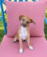 Ryder, a male Boston Terrier and Miniature Aussiedoodle for sale in Willcox, AZ – 1 of 2