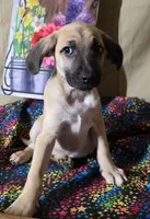Bucky, a male Miniature Aussiedoodle and Bugg for sale in Willcox, AZ – 2 of 2