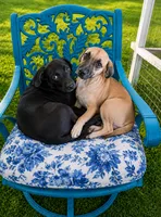 BEAU, a male Boston Terrier for sale in Willcox, AZ – 2 of 2