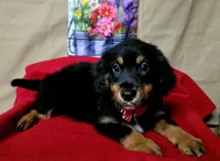 Doc holiday, a male Golden Retriever and Miniature Australian Shepherd for sale in Willcox, AZ – 2 of 3