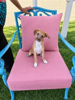 Ryder, a male Boston Terrier and Miniature Aussiedoodle for sale in Willcox, AZ – 2 of 2