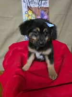 Marley, a male Golden Retriever for sale in Willcox, AZ – 2 of 3