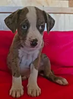 Cooper, a male Boston Terrier and Poodle - Miniature  for sale in Willcox, AZ – 2 of 3