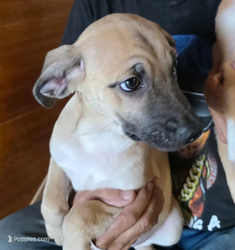 Bucky – Miniature Aussiedoodle, Bugg puppy for sale in Willcox, AZ